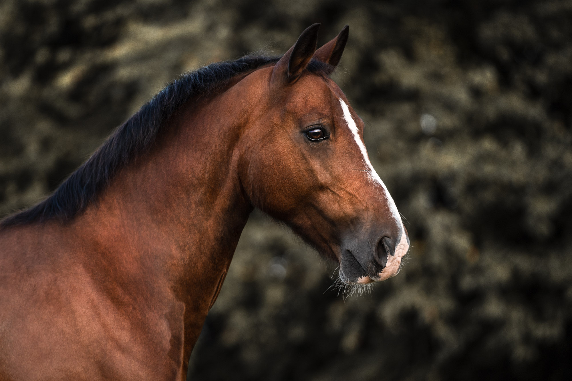A7_06886-Edit-Edit