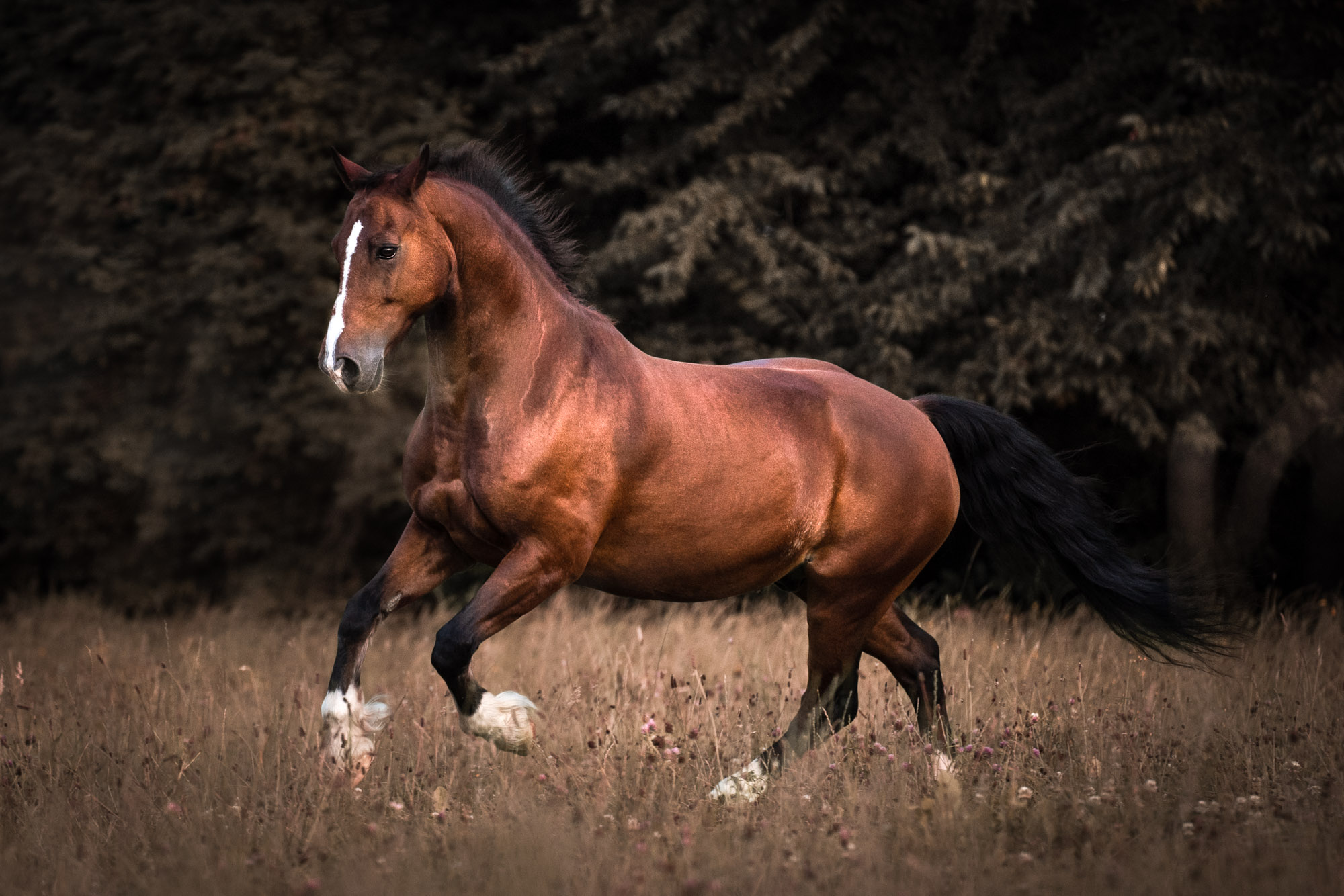 A7_06950-Edit-3