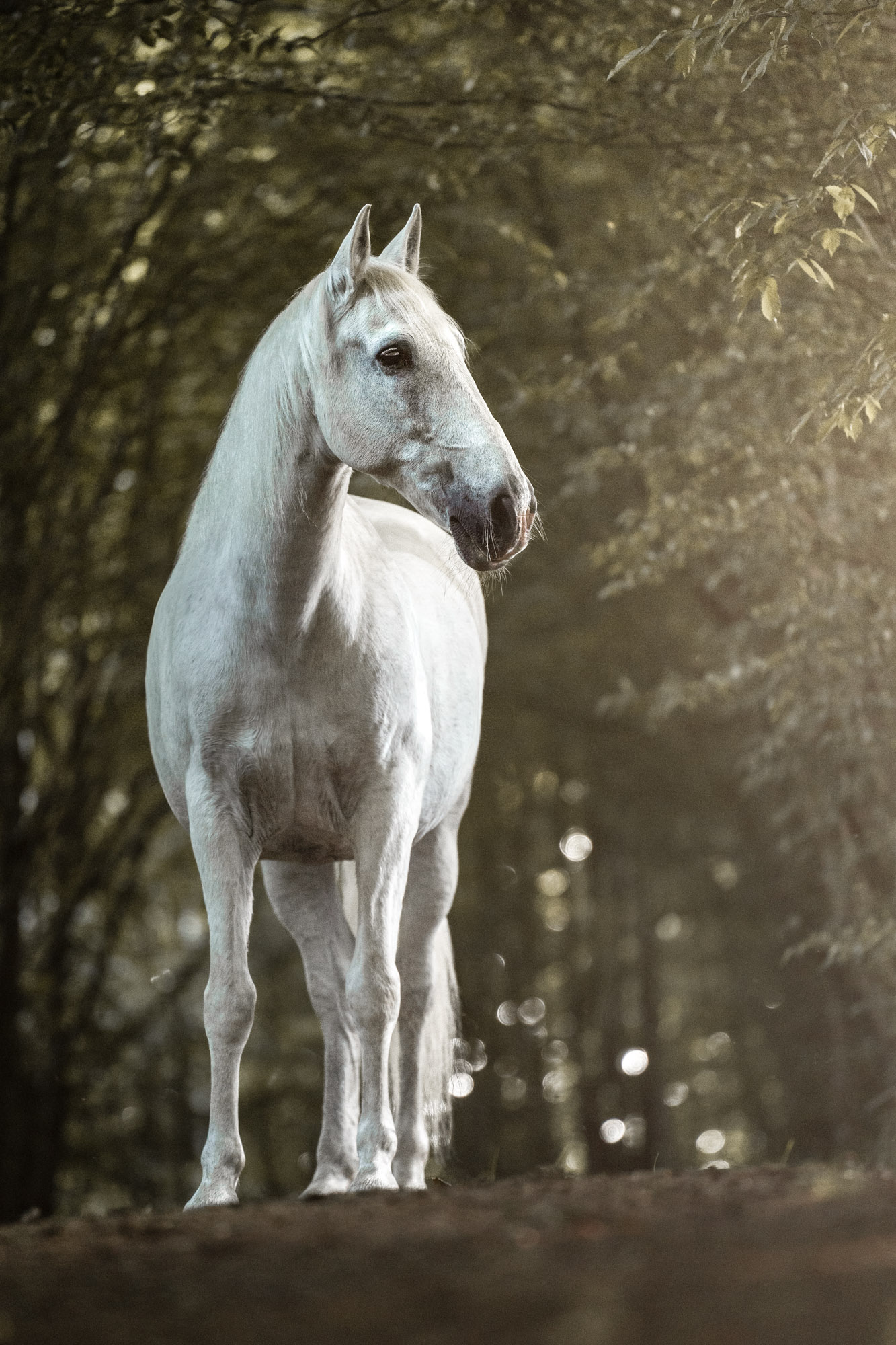 Escardo_Wald1